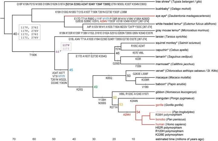为什么自然界没有大量酒精供摄入 人类却进化出了可以分解酒精的酶?的图4